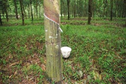 天然橡膠生膠縐片機(jī)對(duì)物料產(chǎn)生輥壓、剪切，從而使物料壓薄、表面起皺